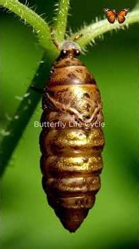 Peacock Butterfly Life Cycle 🦋 | Eyes on Its Wings! #Shorts