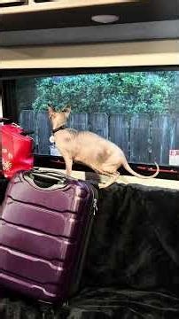 Sphynx cats on @One Fast Cat wheel #catwheel #catproduct #sphynx #fypシ #catmom