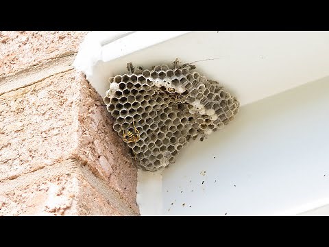 How to Keep Bees Away from Your House