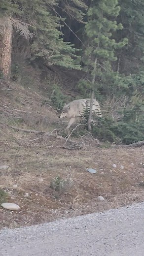 Wolf on walkabout in Grand Teton National Park last spring...it was just at dawn and we had a quiet moment together... Grand Teton National Park | T. Lyn Neufeld Photography