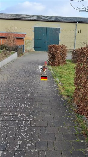 Team Flocke Collaboration Highlights