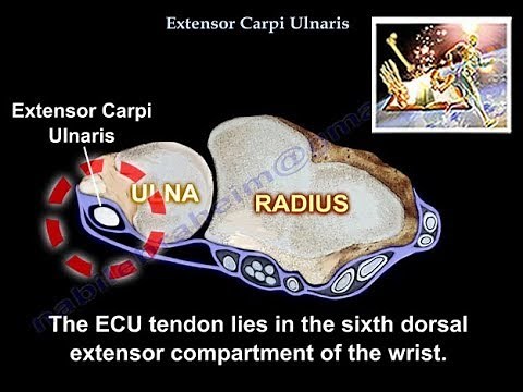 Extensor Carpi Ulnaris - Everything You Need To Know - Dr. Nabil Ebraheim