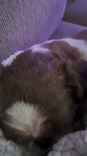 Make sure volume is all the way up , I dont want yall to miss the full sound effect 🤗 This is the beautiful sound I hear every night 🌙 🤣 ..My sweet Bella , who needs a snoring man when I have this precious thing 🤪 Austin Nicholas is Destiny Haynes this loud 🤣 | Michelle Witty Williams