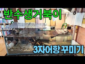 반수생거북이 3자어항 꾸미기! - 레이저백머스크, 커먼머스크 1년8개월만에 새 집으로 이사가다! ^^