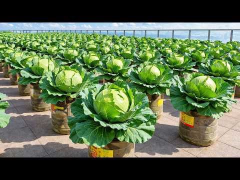 No Garden Needed – Cabbage and Strawberries in Bottles Easy