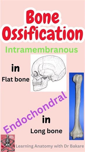 Bone ossification #anatomy101 #biology #anatomy