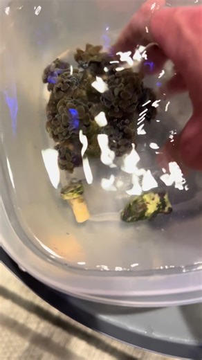 The frag tank is looking good🤙 #reeftank #saltwateraquarium #coral