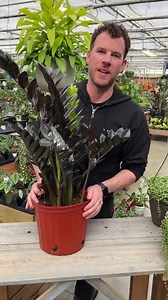 Have you ever wondered how ZZ plants grow or why they can survive when you forget to water them? 🤔 🥰 Bryan shows us the secret of the ZZ plant in this short video—take a look and tell us if you were surprised! | West Coast Gardens