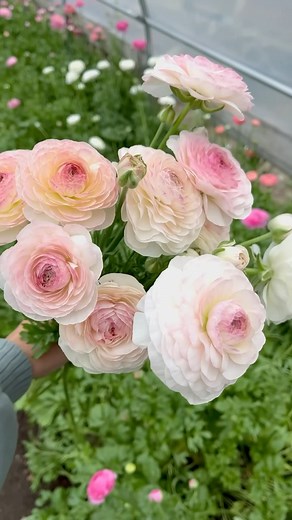 Ranunculus season is upon us & I can’t wait! Who’s ready for spring? #flowers #flowerfarm #farmerflorist #florist #floraldesign #bouquet #cutflowers #cutflowerfarm #cutflowergarden #flowergarden #gardening #gardenflowers #ranunculus #floralflourish #letscolortheworld #spring | Fleurelle Flower Farm