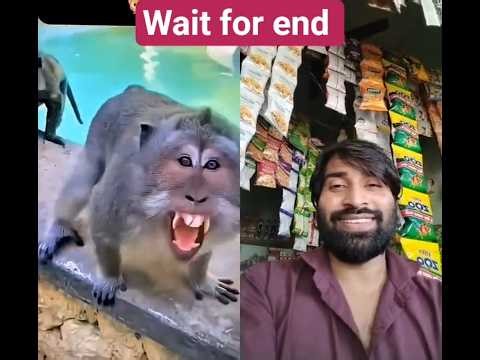 ek se badkar ek funny scene 🤣 😂🤣#shortvideo #shortsfeed #viral #subscribe #monkey