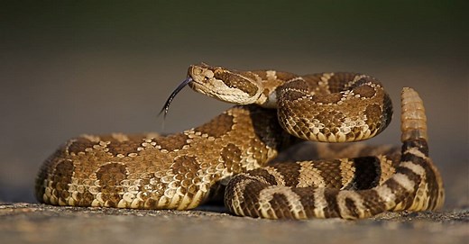 10 Interesting Facts About Rattlesnakes