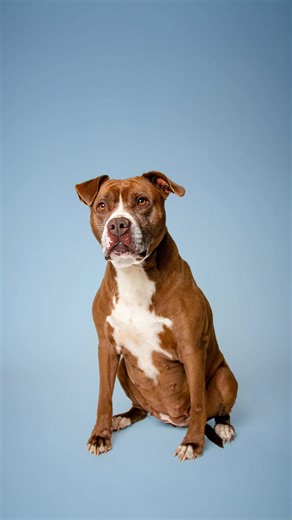 Adopt a Shelter Dog at Young-Williams Animal Center