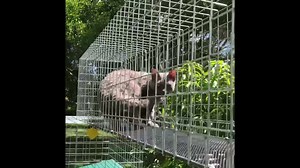 10K views · 74 reactions | Sunshine Coast Qld | Catnip Cat Enclosures Australia | Facebook