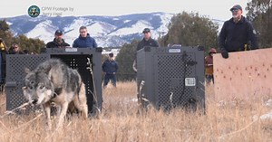 Colorado's second wolf depredation incident confirmed in Jackson County