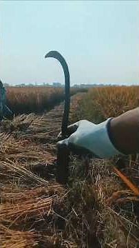 dhan katayi paddy cutting #asmr #satisfying