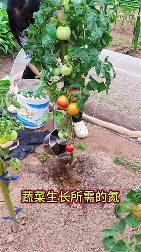 Super Crop: Thick Stems & Dark Green Leaves - Ultimate Vegetable Field Secret