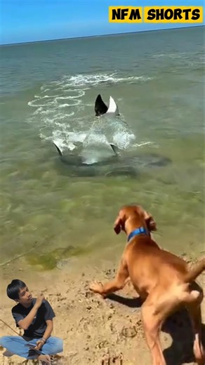 Anjing Menggonggong Panik, Liat Hiu Kejar Ikan Fari. #animals #shorts