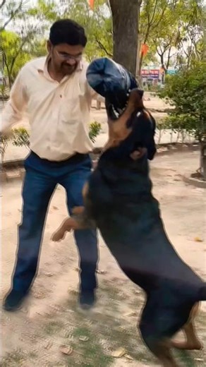 Dangerous Attack Training Rottweiler #session #1470 #dancer #rottweiler #shorts