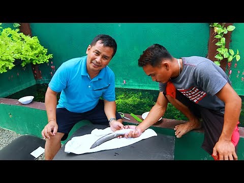 ARTIFICIAL BREEDING(From eggs to baby fish)│How to breed catfish using artificial method.