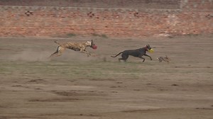 11K views · 794 reactions | dog vs rabbit coursing race in Pakistan 2023. subscribe us on youtube for more new videos, https://www.youtube.com/@GreyhoundCoursingclub | Greyhound Coursing Club | Facebook