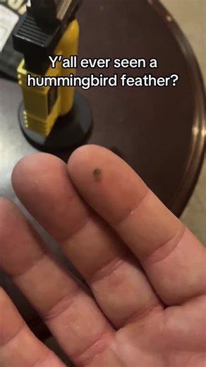 Discovering Hummingbird Feathers