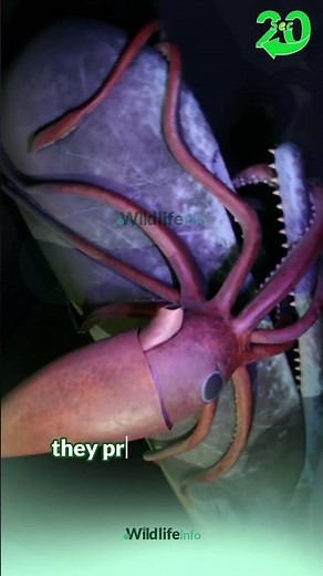 Revealing the Enormous Eye of the Giant Squid