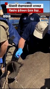 शिकारी रोखण्यासाठी हे लोक गेंड्यांना असे इंजेक्शन का देत आहेत? #Poaching #rhinoceros #Hunting | BBC News Marathi