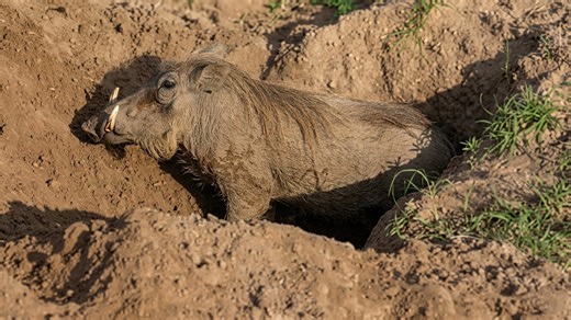Watch what happens when a warthog digs a huge hole