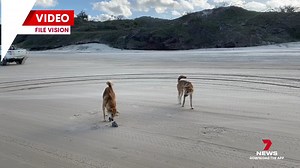 A dingo has been euthanased after attacking a nine-year-old boy on K'gari last week. Authorities say the incident could have been avoided, if beachgoers heeded the dingo safety message. 7NEWS at 6pm. 📱Download the 7NEWS app: 7news.link/7newsapp #7NEWS | 7NEWS Wide Bay