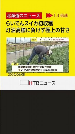北海道共和町「らいでんスイカ」が初収穫 徹底管理で糖度１３度超えの甘さに