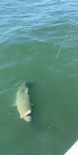 Trophy Striped Bass on topwater 😂 the excitement was real #stripedbass #fishing #stripers