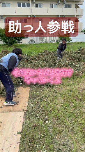 【レインボーロードならぬコンパネロード爆誕】いちごの片付け作業#農業 #いちご#応援