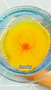 1.5K views · 49 reactions | Bold experiment: Man hatches a chick without a shell #animals #pets #shortfeed #chick #egg | More Aboutall | Facebook