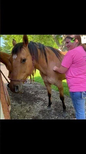 🐴 Equine Massage Therapy: Help Your Horse Feel and Perform Their Best! 🐴