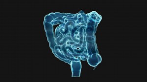 Loop rotation of intestinal tract with holographic effect, 3d rendering. | Premium Stock Video Footage