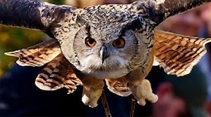 LANIMAL TOTEM HIBOU : tout savoir !