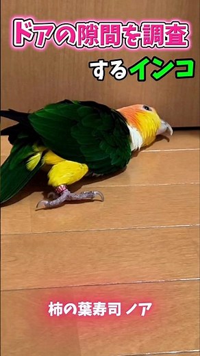 「ドアの隙間を調査するインコ」#short #シロハラインコ #インコ面白動画 #caique #ズグロシロハラインコ #シロハラインコノア