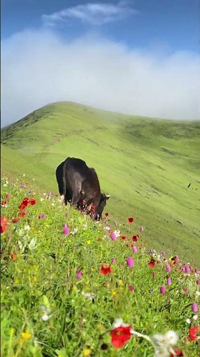 🌸 Chaurikharka — The Hidden Alpine Paradise of Rukum East 🏔️