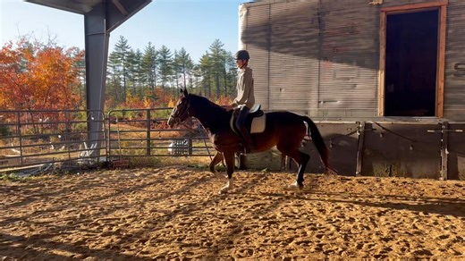 So happy for the progress this girl is making and so grateful for Adam's help!! He has come so far in his horse riding and handling over the past few years! | Windcroft Stables & Farm Stay