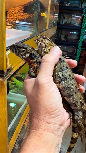 JTK Reptiles on Instagram: "Chinese crocodile lizard (Shinisaurus crocodilurus) is a rare semi aquatic reptile from the cool forests of China and Vietnam known for its crocodile like tail and “lizard of great sleepiness” nickname due to its long periods of stillness. It’s an endangered carnivore that hunts insects, snails, and small fish in slow moving streams and is considered a “living fossil” as the last of its genus and family. #chinesecrocodilelizard #shinisauruscrocodilurus #reptile #lizar