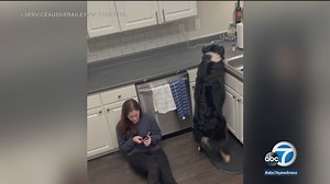 178K views · 6.7K reactions | A service dog in Georgia jumped into action to help his owner who was experiencing a medical episode. Katie Graham shared a video taken back in February showing her 4-year-old service dog Bailey alerting her to a "troubling" medical episode. In the video, Graham slowly sits down as Bailey runs to grab her phone, gets her medicine off the counter, and opens the fridge to grab her a drink. https://abc7.ws/43gz9EC | ABC 7 Chicago | Facebook