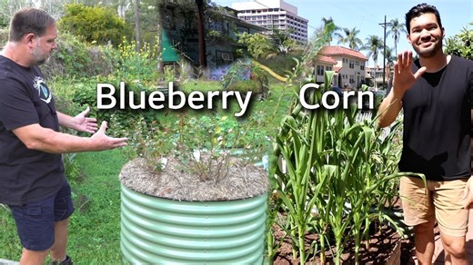6 food growing examples in Birdies Beds with Epic Gardening