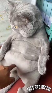 Cartman is not a very nice kid | Cats are Metal