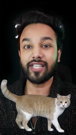 Why Do Cat Freeze When Grabbed From Neck