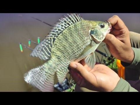 🔴[LIVE!] Pesca ao Vivo - Entra aí que o papo tá bom!