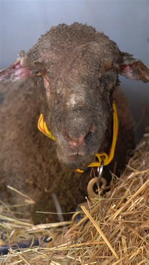 Meet Try - this is her story of hope. ❤️🐑 In October 2018, kind people came together to save Try, a downed ewe barely clinging to life at the back of a “livestock” carrier, lying next to the bodies of other sheep who hadn’t survived. 😞 Unable to reach her ourselves, we relied on someone with a kind heart who refused to give up. Against all odds, they gave everything to help—and they succeeded. Try’s journey is a reminder that every choice has the power to make a difference. You’ll never know w