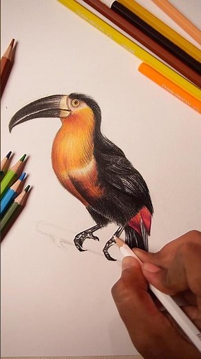 Trying Brustro New Studio Colour Pencil 😍 #shorts #art #drawing #nature