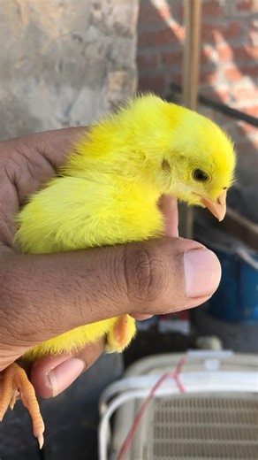 😱🐥🐥🐥🐥😱🥹🥹