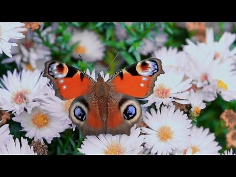 Amazing World of Beautiful Butterflies (Beautiful moments of butterflies)