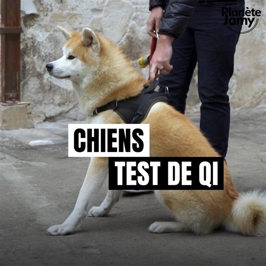 38K views · 539 reactions | 4 chiens ont passé différentes épreuves pour tester leur intelligence. Border collie, Bulldog anglais, Akita et Terre-neuve ont été évalués.  Lequel remportera le plus d'exercices ? | Jamy Gourmaud | Facebook